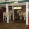 Horse Stall Interlocking 4 Ft. Border Mat Cobblestone 3/4 Inch x 4x6 Ft.