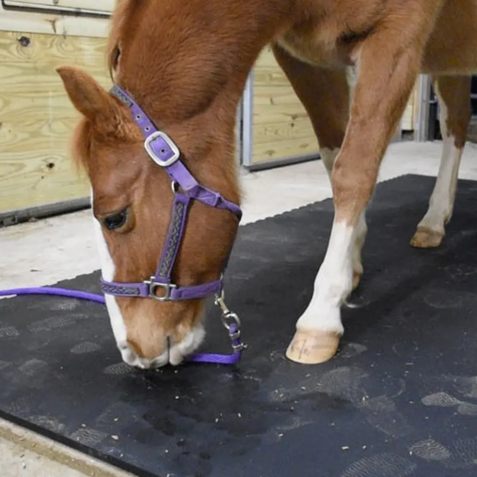 Horse Stall Mats Kit Cobblestone 3/4 Inch x 16x16 Ft.